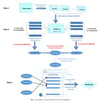 A new complex belief entropy of 𝜒2 divergence with its application in cardiac interbeat interval time series analysis